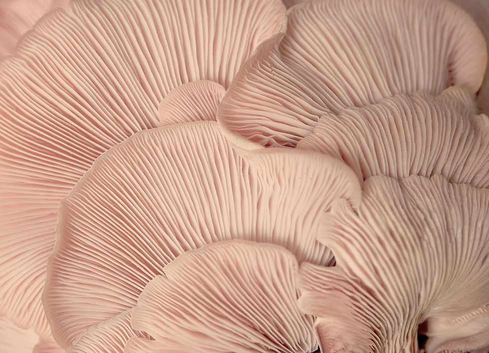 Pink Oyster Mushrooms